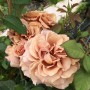 Саджанці троянд Мокароса (привитий) - 2-річний