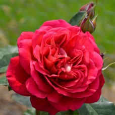 Саджанці троянд Мона Ліза (привитий) - 2-річний