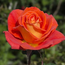 Саджанці троянд Моніка (привитий) - 2-річний