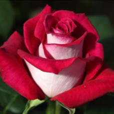 Саджанці троянд Моніка Белуччі (привитий) - 2-річний