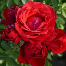 Саджанці троянд Монруж (привитий) - 2-річний