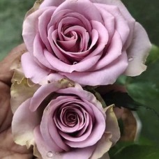 Саджанці троянд Монтмартре (привитий) - 2-річний