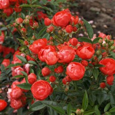 Саджанці троянд Морсдаг (привитий) - 2-річний