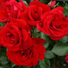 Саджанці троянд Мушімара (привитий) - 2-річний