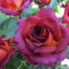 Саджанці троянд на штамбі Браун Шугар (привитий)