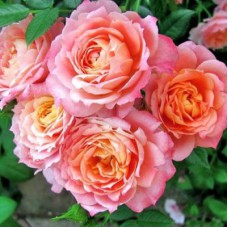 Саджанці троянд на штамбі Бріоза (привитий)