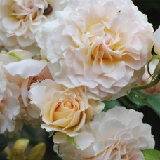 Саджанці троянд на штамбі Ескалібур (привитий)