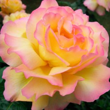 Саджанці троянд на штамбі Глорія Дей (привитий)