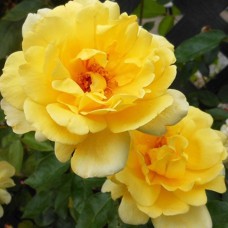 Саджанці троянд на штамбі Голден Шауерс (привитий)