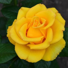 Саджанці троянд на штамбі Керіо (привитий)