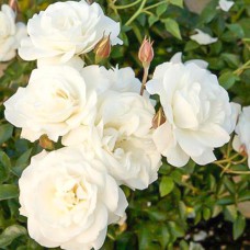 Саджанці троянд на штамбі Кристал (привитий)