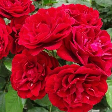 Саджанці троянд на штамбі Лілі Марлен (привитий)