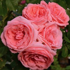 Саджанці троянд на штамбі Лінда (привитий)