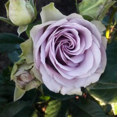 Саджанці троянд на штамбі Луллабі (привитий)