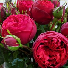 Саджанці троянд на штамбі Меджик Піано (привитий) Саджанці троянд на штамбі Меджик Піано (привитий)