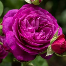 Саджанці троянд на штамбі Нью Ейдж (привитий)