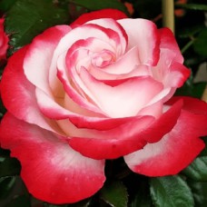 Саджанці троянд на штамбі Ностальжі (привитий)