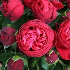 Саджанці троянд на штамбі Піано (привитий)