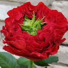 Саджанці троянд на штамбі Ред Ай (привитий) Саджанці троянд на штамбі Ред Ай (привитий)