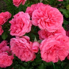 Саджанці троянд на штамбі Розаріум Ютерсен (привитий)