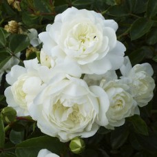 Саджанці троянд на штамбі Свані (привитий)