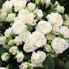 Саджанці троянд на штамбі Вайт Леді (привитий)