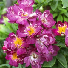 Саджанці троянд на штамбі Вейченблау (привитий)