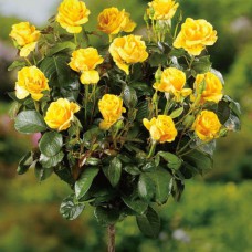 Саджанці троянд на штамбі Жовта Лялька (привитий)