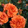 Саджанці троянд Наранга (привитий) - 2-річний
