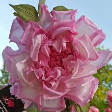 Саджанці троянд Натхнення (привитий) - 2-річний