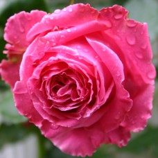 Саджанці троянд Огюст Ренуар (привитий) - 2-річний