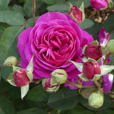 Саджанці троянд Олд Порт (привитий) - 2-річний