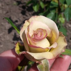 Саджанці троянд Ольга (привитий) - 2-річний