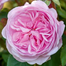 Саджанці троянд Олівія Роуз (привитий) - 2-річний