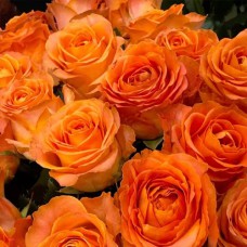 Саджанці троянд Оранж Краш (привитий) - 2-річний