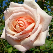 Саджанці троянд Осіана (привитий) - 2-річний