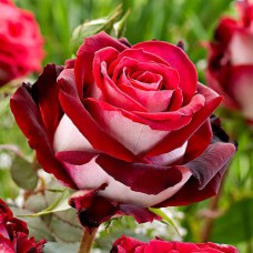 Саджанці троянд Осирія (привитий) - 2-річний