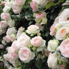 Саджанці троянд Палас Рояль (привитий) - 2-річний