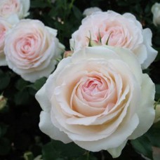 Саджанці троянд Пале Рояль (привитий) - 2-річний