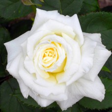 Саджанці троянд Папа Іоанн Павло II (привитий) - 2-річний