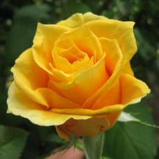 Саджанці троянд Папілон (привитий) - 2-річний