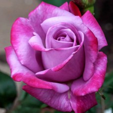 Саджанці троянд Паредайс (привитий) - 2-річний