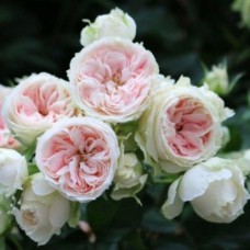 Саджанці троянд Пашміна (привитий) - 2-річний