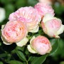 Саджанці троянд Пастелла (привитий) - 2-річний