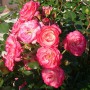 Саджанці троянд Пат Де Велюр (привитий) - 2-річний