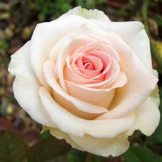 Саджанці троянд Перл Аваланж (привитий) - 2-річний