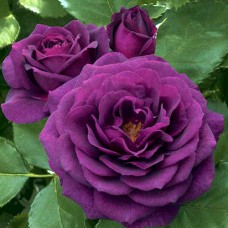 Саджанці троянд Перпл Еден (привитий) - 2-річний