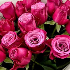 Саджанці троянд Персії (привитий) - 2-річний