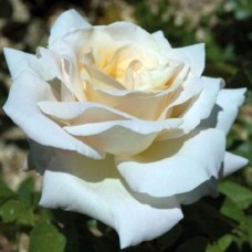 Саджанці троянд П'єр Ардіті (привитий) - 2-річний