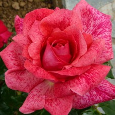 Саджанці троянд П'єр Карден (привитий) - 2-річний